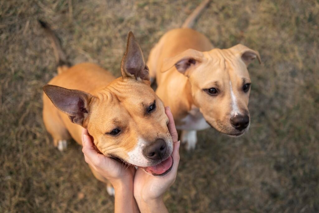Lula sanciona lei para criação de cadastro nacional de animais domésticos