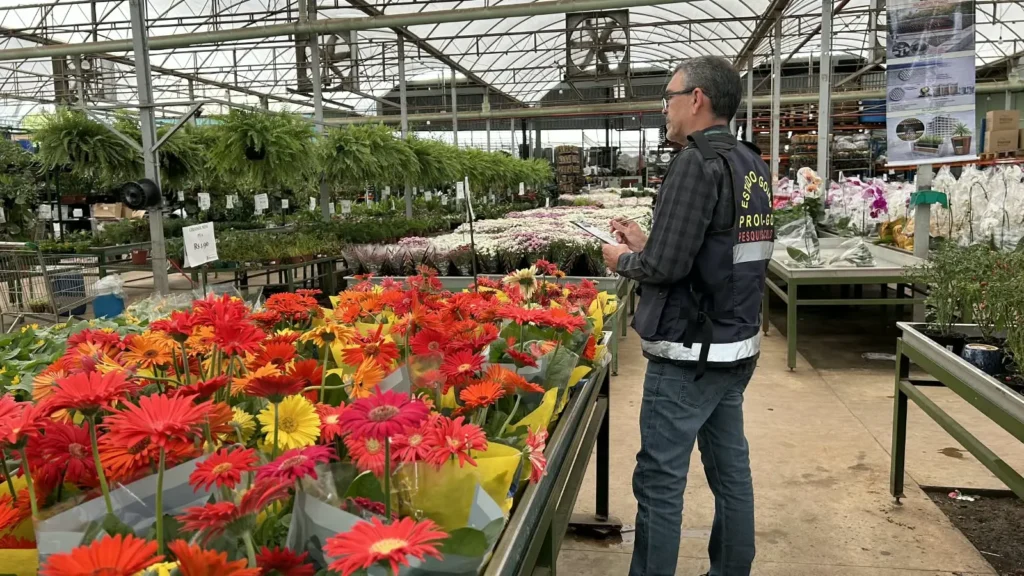 Fiscal do Procon Goiás pesquisa preços de flores em estabelecimento comercial em outubro de 2026