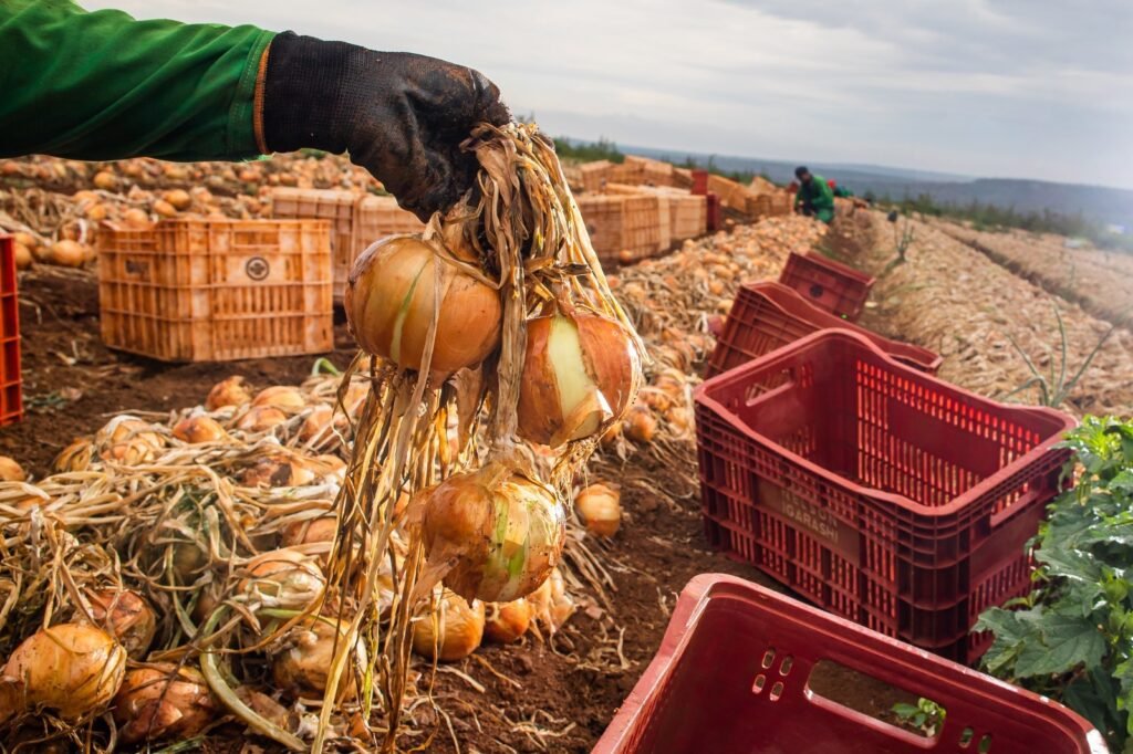 Colheita de cebola em lavoura de Goiás