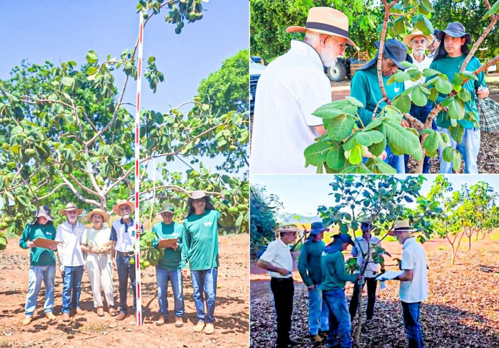 Pesquisadores da Emater Goiás avaliam pequizeiros clonados na Estação Experimental de Porangatu