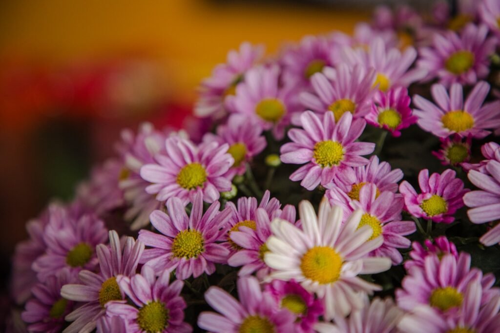 Preços de flores para o Dia de Finados variam até 344% em Anápolis, aponta Procon