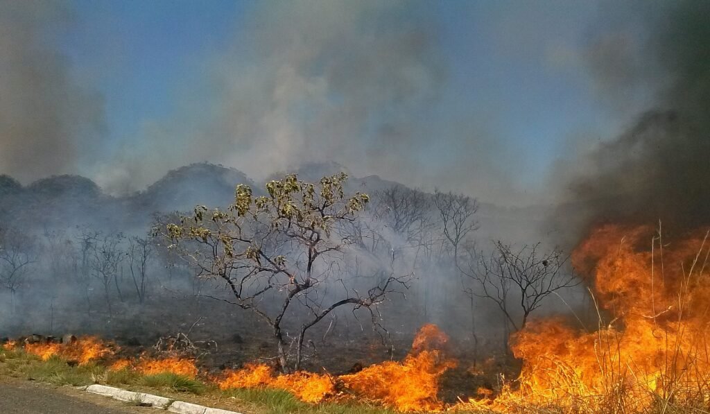 Vegetação do Cerrado atingida por fogo em fotografia de 2015 no Distrito Federal, imagem ilustrativa sobre prevenção a incêndios