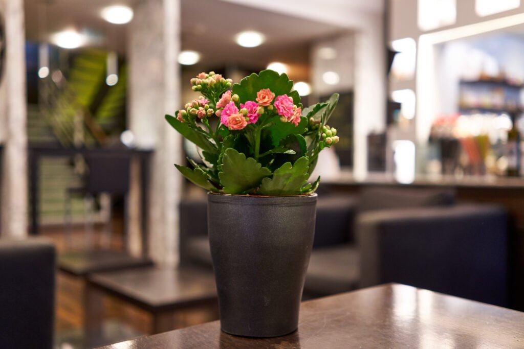 Vaso de Kalanchoe com flores rosas e alaranjadas em fotografia ilustrativa