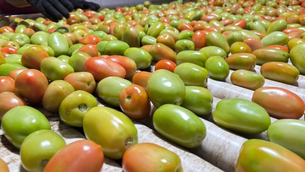 Tomates verdes e maduros em esteira de seleção, produção de tomate em Goiás